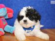 Price: $800
ADORABLE LITTLE FEMALE SHIH CHON (SHIH TZU/BICHON FRISE) PUPPY IS LOOKING FOR A NEW HOME TO RUN AND PLAY IN AND THEN CUDDLE UP FOR A NAP. THIS PUPPY HAS BEEN VET CHECKED AND IS CURRENT ON ALL SHOTS/DEWORMING.YOUR NEW PUPPY COMES WITH A FREE