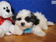 Price: $800
ADORABLE LITTLE MALE SHIH CHON (SHIH TZU/BICHON FRISE) PUPPY IS LOOKING FOR A NEW HOME TO RUN AND PLAY IN AND THEN CUDDLE UP FOR A NAP. THIS PUPPY HAS BEEN VET CHECKED AND IS CURRENT ON ALL SHOTS/DEWORMING.YOUR NEW PUPPY COMES WITH A FREE VET