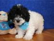 Price: $600
ADORABLE LITTLE MALE TOY POODLE PUPPY IS LOOKING FOR A NEW HOME TO RUN AND PLAY IN AND THEN CUDDLE UP FOR A NAP. THIS PUPPY HAS BEEN VET CHECKED AND IS CURRENT ON ALL SHOTS/DEWORMING.YOUR NEW PUPPY COMES WITH A FREE VET EXAM, UTD SHOT RECORD,