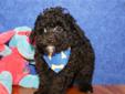 Price: $600
ADORABLE LITTLE MALE POODLE PUPPY IS LOOKING FOR A NEW HOME TO RUN AND PLAY IN AND THEN CUDDLE UP FOR A NAP. THIS PUPPY HAS BEEN VET CHECKED AND IS CURRENT ON ALL SHOTS/DEWORMING.YOUR NEW PUPPY COMES WITH A FREE VET EXAM, UTD SHOT RECORD, CKC