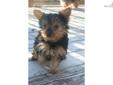 Price: $750
This advertiser is not a subscribing member and asks that you upgrade to view the complete puppy profile for this Yorkshire Terrier - Yorkie, and to view contact information for the advertiser. Upgrade today to receive unlimited access to