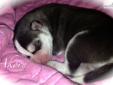 Price: $700
Meet Akorn!! Her mama is Maya (red & white) and daddy is Lucky (black and white); both AKC registered purebred Siberian Huskies. Our dogs are loved and are in a family environment with kids...making for a sociable perfect pet!! Visit my