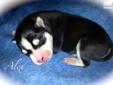 Price: $700
Meet Alex!! His mama is Maya (red & white) and daddy is Lucky (black and white); both AKC registered purebred Siberian Huskies. Our dogs are loved and are in a family environment with kids...making for a sociable perfect pet!! Visit my website
