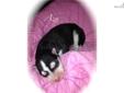 Price: $700
Meet Aza!! Her mama is Maya (red & white) and daddy is Lucky (black and white); both AKC registered purebred Siberian Huskies. Our dogs are loved and are in a family environment with kids...making for a sociable perfect pet!! Visit my website