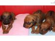 Price: $1000
AKC- Rhodesian Ridgebacks. RESERVE YOURS TODAY For March Our latest litter born 1-18-13 We have 1 girl and 2 boys in this new litter . Dewclaws already removed. First pictures were taken today 2-4-13 and these are beautiful pups.. We are