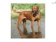 Price: $1000
AKC Ridgebacks - We are accepting deposits NOW on our RR litter that is ready to go now VALENTINE'S 2013...We take GREAT Pride in Placing our Ridgebacks in great homes. RESERVE YOURS TODAY...I have attached pictures of our previous pups in