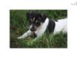 Price: $650
This advertiser is not a subscribing member and asks that you upgrade to view the complete puppy profile for this Jack Russell Terrier, and to view contact information for the advertiser. Upgrade today to receive unlimited access to