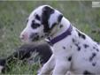 Price: $1100
Meet Flower, she is a cute little Harlequin female Born on 8-2-13 from our Dottie and Tow Mater. Mom and Dad are the Greatest Danes and a Big part of our family! Mom is a Pie bald and is 50% euro with great lines on her pedigree, she is a