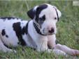 Price: $1100
Meet Spyro, he is a handsome little Harley male Born on 8-2-13 from our Dottie and Tow Mater. Mom and Dad are the Greatest Danes and a Big part of our family! Mom is a Pie bald and is 50% euro with great lines on her pedigree, she is a very