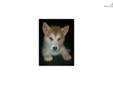 Price: $700
This advertiser is not a subscribing member and asks that you upgrade to view the complete puppy profile for this Alaskan Malamute, and to view contact information for the advertiser. Upgrade today to receive unlimited access to
