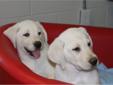 Price: $700
AKC- OFA- All white LITTER $700 that's right $700 These guys are big and beautiful..RESERVE YOURS TODAY ... READY TO GO TO THEIR NEW FAMILIES 4-6-13... We currently have 2 MALES in this litter left to Reserve....You will be WOWED... Beautiful