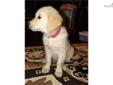 Price: $700
This advertiser is not a subscribing member and asks that you upgrade to view the complete puppy profile for this Golden Retriever, and to view contact information for the advertiser. Upgrade today to receive unlimited access to