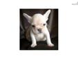 Price: $1700
Angel is a beautiful little Frenchie! She is super sweet and loves to cuddle! Angel is current on vaccinations and dewormings. Shipping is available. Call or email Kenya for additional information!
Source: