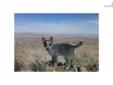 Price: $700
This advertiser is not a subscribing member and asks that you upgrade to view the complete puppy profile for this Australian Cattle Dog/Blue Heeler, and to view contact information for the advertiser. Upgrade today to receive unlimited access
