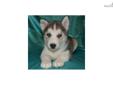 Price: $600
Balto is a gorgeous puppy with lots of personality! He has terrific markings, beautiful blue eyes and he will make the perfect addition to your family! Shipping is available. Call or email Kenya for additional information!
Source: