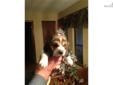 Price: $400
AKC Registered 13" show quality female beagle pup. Full registration, vaccinations and a health guarantee. Contact Phil at 678-983-5994
Source: http://www.nextdaypets.com/directory/dogs/84c8338e-2ac1.aspx