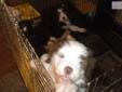 Price: $1200
Male Brown/White Bearded Collie pup, whelped 2/13/13, ready for new home mid April.
Source: http://www.nextdaypets.com/directory/dogs/1a3e0374-d2f1.aspx