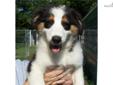 Price: $550
Spring has sprung at our farm and beautiful Blossom is just one of the special flowers in the litter! Dewclaws have been removed and tail docked. Both parents have had their OFA and CERF. Lots of champions in this pedigree. Sire has earned