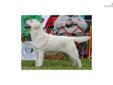 Price: $1200
This advertiser is not a subscribing member and asks that you upgrade to view the complete puppy profile for this Labrador Retriever, and to view contact information for the advertiser. Upgrade today to receive unlimited access to