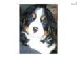 Price: $800
Boy G has show quality markings. He is a healthy, high quality AKC Bernese Mountain Dog puppy. He was born on July 7, 2013. I breed for health and personality. I have been breeding Berners for 10 years now and as a Practice Manger for a 2