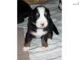 Price: $800
This Boy has show quality markings. He is a healthy, high quality AKC Bernese Mountain Dog puppy. He was born on July 7, 2013. I have been breeding AKC Bernese Mtn Dogs now for almost 10 years. I am an ethical breeder with my main focus on