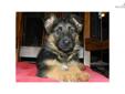 Price: $1600
This advertiser is not a subscribing member and asks that you upgrade to view the complete puppy profile for this German Shepherd, and to view contact information for the advertiser. Upgrade today to receive unlimited access to