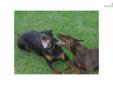 Price: $600
This advertiser is not a subscribing member and asks that you upgrade to view the complete puppy profile for this Doberman Pinscher, and to view contact information for the advertiser. Upgrade today to receive unlimited access to