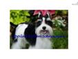 Price: $2500
This advertiser is not a subscribing member and asks that you upgrade to view the complete puppy profile for this Schnauzer, Miniature, and to view contact information for the advertiser. Upgrade today to receive unlimited access to
