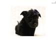 Price: $750
Sweet and friendly Scottish Terrier female "Erin" is a lovely little lassie looking for her forever home. We are located in Nebraska, and we ship. Her mother, Bonnie, is a red wheaten AKC Scottie female who weighs about 21 lbs. Her dad, Fitz,