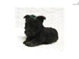Price: $750
Sweet and friendly Scottish Terrier female "Lucy" is a lovely little lassie looking for her forever home. We are located in Nebraska, and we ship. Her mother, Bonnie, is a red wheaten AKC Scottie female who weighs about 21 lbs. Her dad, Fitz,
