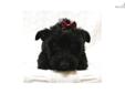 Price: $750
Sweet and friendly Scottish Terrier female "Ruby" is a lovely little lassie looking for her forever home. We are located in Nebraska, and we ship. Her mother, Bonnie, is a red wheaten AKC Scottie female who weighs about 21 lbs. Her dad, Fitz,