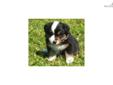 Price: $700
This advertiser is not a subscribing member and asks that you upgrade to view the complete puppy profile for this Australian Shepherd, and to view contact information for the advertiser. Upgrade today to receive unlimited access to