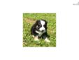 Price: $700
This advertiser is not a subscribing member and asks that you upgrade to view the complete puppy profile for this Australian Shepherd, and to view contact information for the advertiser. Upgrade today to receive unlimited access to