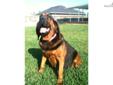 Price: $600
This advertiser is not a subscribing member and asks that you upgrade to view the complete puppy profile for this Bloodhound, and to view contact information for the advertiser. Upgrade today to receive unlimited access to NextDayPets.com.