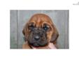 Price: $650
This advertiser is not a subscribing member and asks that you upgrade to view the complete puppy profile for this Bloodhound, and to view contact information for the advertiser. Upgrade today to receive unlimited access to NextDayPets.com.