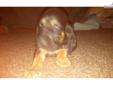 Price: $500
This advertiser is not a subscribing member and asks that you upgrade to view the complete puppy profile for this Bloodhound, and to view contact information for the advertiser. Upgrade today to receive unlimited access to NextDayPets.com.
