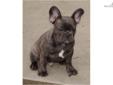 Price: $2800
This advertiser is not a subscribing member and asks that you upgrade to view the complete puppy profile for this French Bulldog, and to view contact information for the advertiser. Upgrade today to receive unlimited access to