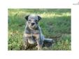 Price: $700
AKC Australian Cattle Dog - Blue female - born 4-08-13 - This pup comes from show and working bloodlines. She is using a doggy door to potty outside. Raised with kids, cats and other dogs. This pup would make an outstanding family