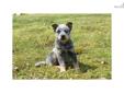 Price: $700
AKC Australian Cattle Dog/Blue Heeler Female - Born 1-12-13. This pup comes from show and working bloodlines. She has been farm raised with cats, kids and other dogs. She has been handled daily from birth and is very social and playful. Uses a