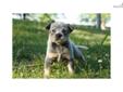 Price: $650
AKC Australian Cattle Dog - Blue female - born 4-08-13 - This pup comes from show and working bloodlines. She is using a doggy door to potty outside. Raised with kids, cats and other dogs. This pup would make an outstanding family