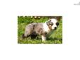 Price: $1000
This advertiser is not a subscribing member and asks that you upgrade to view the complete puppy profile for this Australian Shepherd, and to view contact information for the advertiser. Upgrade today to receive unlimited access to