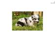Price: $900
This advertiser is not a subscribing member and asks that you upgrade to view the complete puppy profile for this Australian Shepherd, and to view contact information for the advertiser. Upgrade today to receive unlimited access to