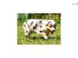 Price: $950
This advertiser is not a subscribing member and asks that you upgrade to view the complete puppy profile for this Australian Shepherd, and to view contact information for the advertiser. Upgrade today to receive unlimited access to