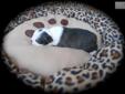Price: $700
DOMINO IS WAY TO CUTE..SMALL IN SIZE BUT BIG IN PERSONALITY..GREAT MARKINGS AND HE HAS A CUTE LITTLE PAUSE BUTTON ON TOP OF HIS HEAD..HE IS BLACK AND WHITE WITH A TOUCH OF BRINDLE.. SHOULD WEIGH BETWEEN 15-18LBS AT MATURITY..WE HAVE A FEW