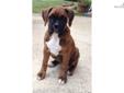 Price: $750
This advertiser is not a subscribing member and asks that you upgrade to view the complete puppy profile for this Boxer, and to view contact information for the advertiser. Upgrade today to receive unlimited access to NextDayPets.com. Your