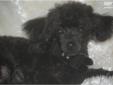 Price: $850
This advertiser is not a subscribing member and asks that you upgrade to view the complete puppy profile for this Poodle, Toy, and to view contact information for the advertiser. Upgrade today to receive unlimited access to NextDayPets.com.