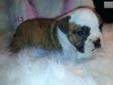 Price: $1500
This little girl is going to be an awesome bully english bulldog girl. She is a beautiful red brindle and white. Mom is 45 lbs dad is 48-50 lbs. She is akc pet only! She will come with her first vet check, age appropriate shots, wormed, 2 yr