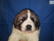Price: $500
The pick of the litter. Large beautiful badgered faced female.
Source: http://www.nextdaypets.com/directory/dogs/e224fa3b-5d71.aspx