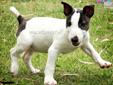Price: $995
Price reduced to $995 Baby Flower now available and back on the market. First person to make a deposit will take her. Amazing All white with black and brindle patches on eyes Bull Terriers are here. Born 4-4-13. Visit out web site for more