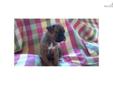 Price: $500
This advertiser is not a subscribing member and asks that you upgrade to view the complete puppy profile for this Boxer, and to view contact information for the advertiser. Upgrade today to receive unlimited access to NextDayPets.com. Your